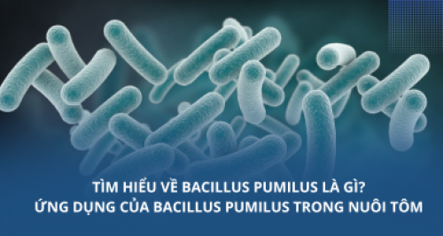 Tìm hiểu về Bacillus pumilus là gì? Ứng dụng của Bacillus pumilus trong nuôi tôm